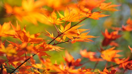 Осень на рабочий стол