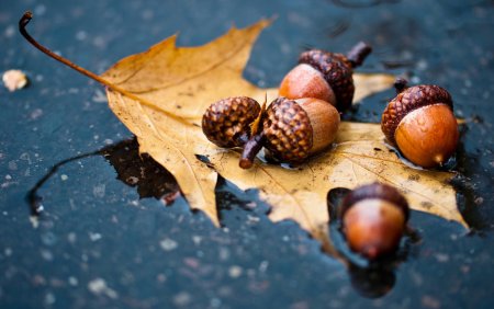 Осенние обои