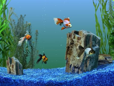 Живой аквариум