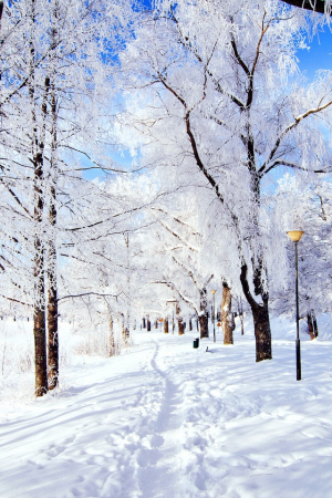 Снежный пейзаж