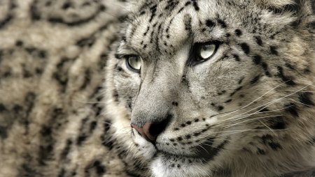 Snow Leopard обои