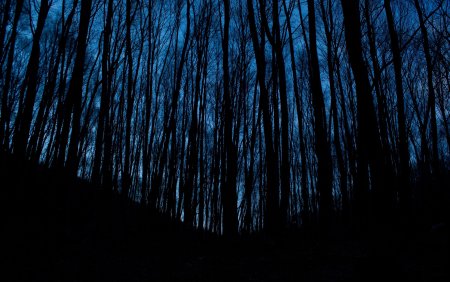 Темный лес 4бит