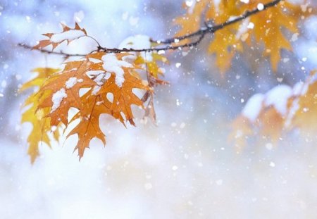 Ранняя зима