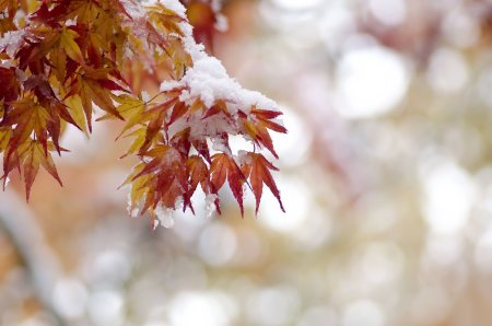 Поздняя осень листья