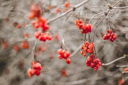 Рябина зимой