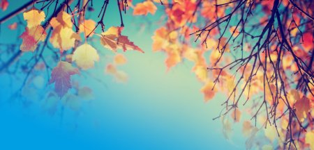 Осенний фон ноябрь