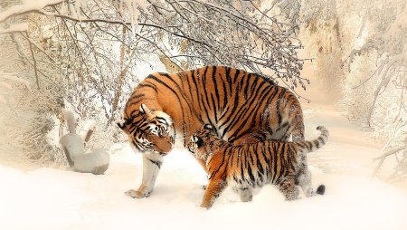 Тигр зимой