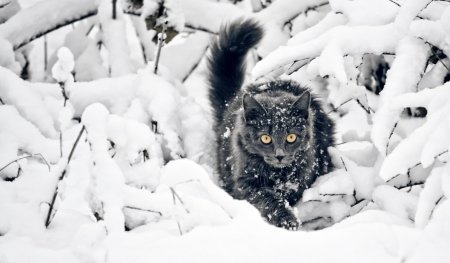 Обои на рабочий стол коты зимой