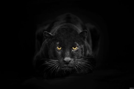 Черная пантера на черном фоне