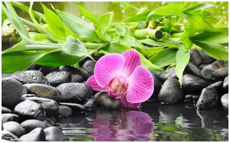 Фотообои цветы