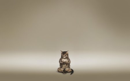 Коты Минимализм