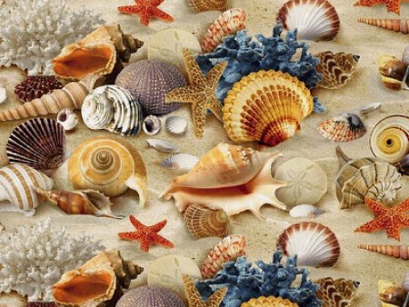 Морское дно с ракушками