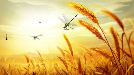 Рамка с колосьями пшеницы