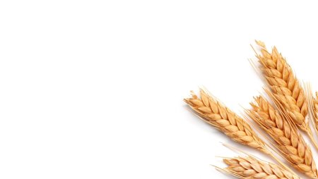 Колосья пшеницы