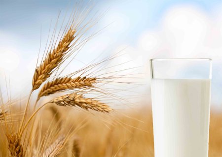 Пшеничный колосок