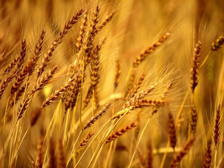 Рожь колосок