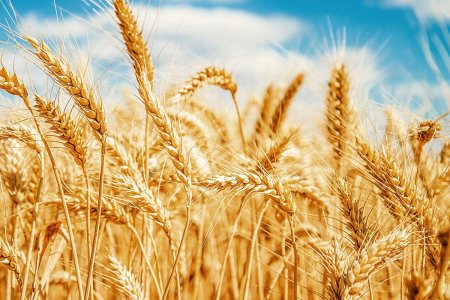 Поле с колосками