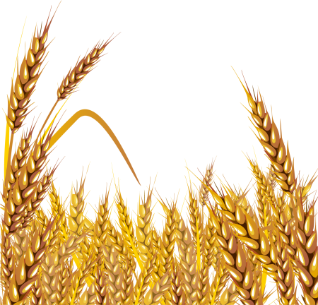 Колосья пшеницы
