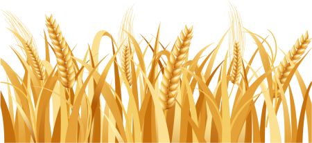Векторные колоски пшеницы