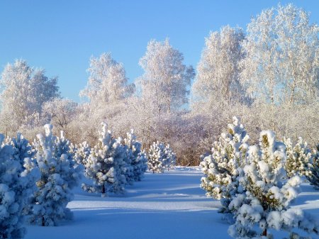 Красивая зима