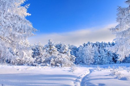 Красивый зимний лес