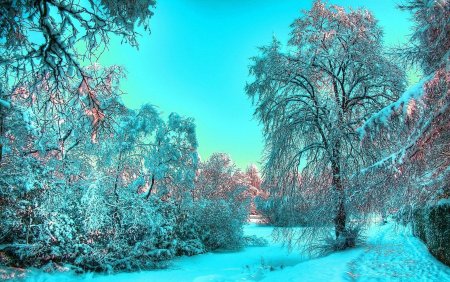 Красота зимы