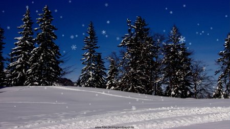 В новогоднем лесу