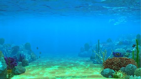 Подводные пейзажи