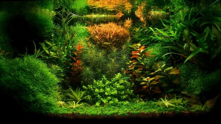 Акваскейп голландский