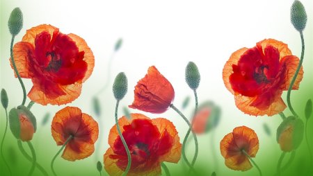 Картина маки