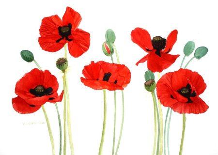 Маки рисунок