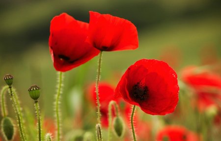 Красные маки