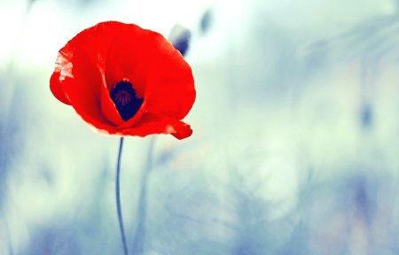 Фон с одним цветком