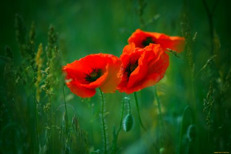 Маки на зеленом и трава