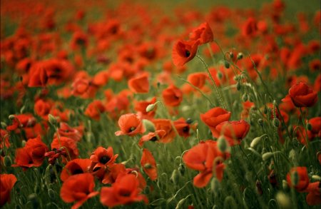 Заставка на рабочий стол маки