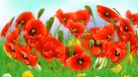 Красивый фон с маками