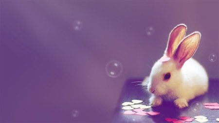 Кролик обои