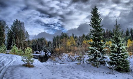 Лес в декабре