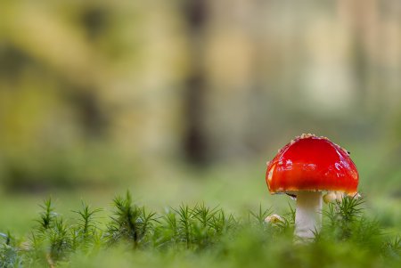 Мухоморы на Поляне