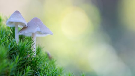 Фон для грибов