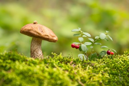 Природа макро гриб