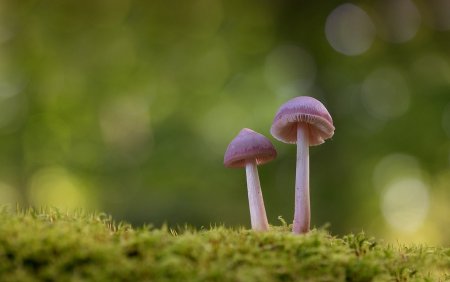 Минимализм природа грибы