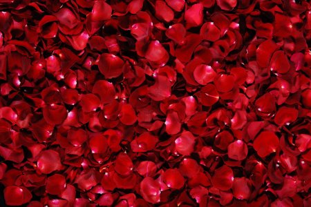 Rose Petals (лепестки роз)