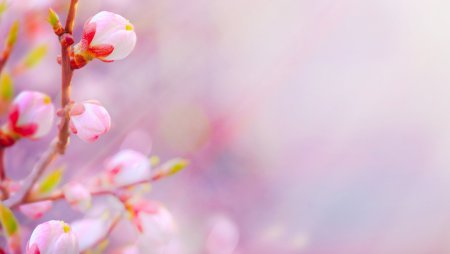 Фон для презентации Весна