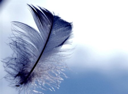 Голубые перья