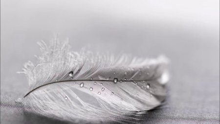 Красивое перо