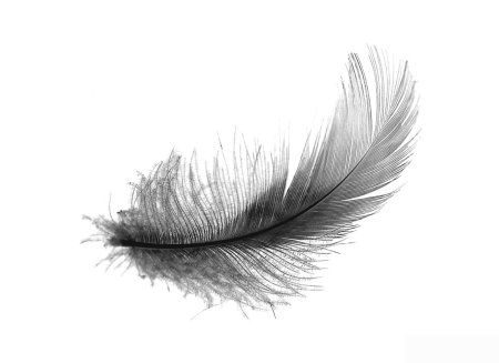 Перо черно белое