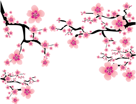 Ветка Сакуры на белом фоне