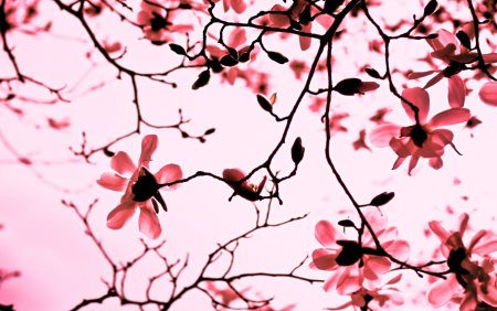 Обои с ветками