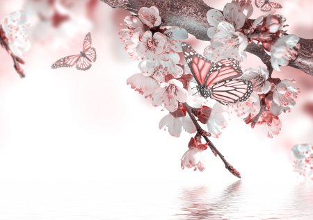 Ветка с цветами Сакуры